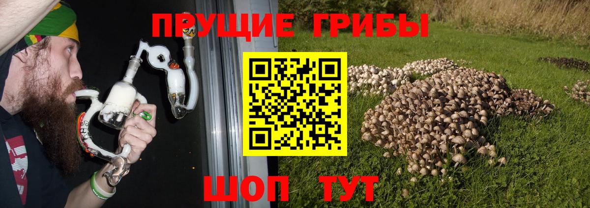 Зеленодольск  Псилоцибиновые грибы GOLDEN TEACHER  Вход с VPN  Галлюциногенные грибы Psilocybine cubensis 